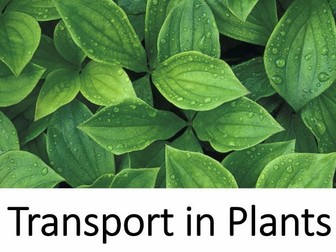 Transport in plants - AQA AS level biology