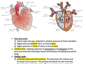 OCR Alevel Biology Module 3 Notes