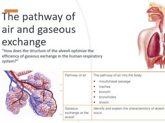 The Respiratory system IGCSE PE CIE Physical Education