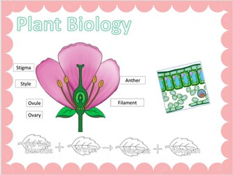 Plant Biology & Photosynthesis Science Display Board Resources Diagrams 8B - SAMPLE