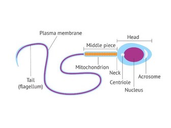 Journey of a Sperm Cell