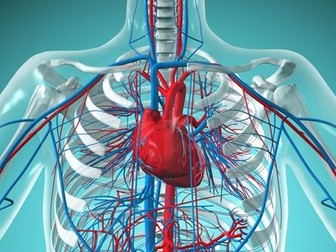 AQA AS Level PE Physical Education Cardiovascular system complete lesson powerpoint