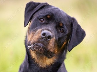 Synoptic Assessment Preparation T Level Animal Management BehaviourPathway