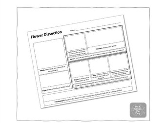Flower Anatomy Dissection Worksheet (Biology and Junior Science)