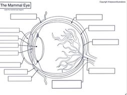 L2 BTEC Animal Care: Label the Mammal Eye Diagram | Teaching Resources