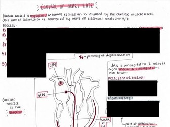 Control of Heart Rate A-Level Biology AQA