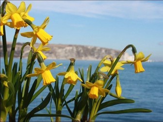 Daffodils by William Wordsworth S1 Pack