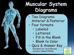 Muscular System Diagrams Study Label Quiz Color