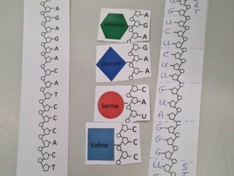 Protein Synthesis Paper Activity