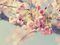 ‘Spring’ PPT - Gerard Manley Hopkins | Teaching Resources