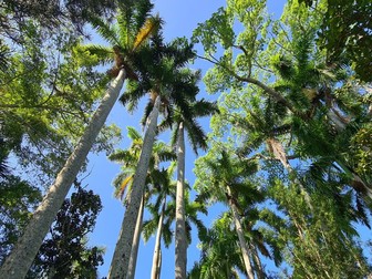 Photosynthesis Lesson GCSE Biology