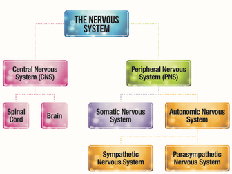 The Nervous System Infograph