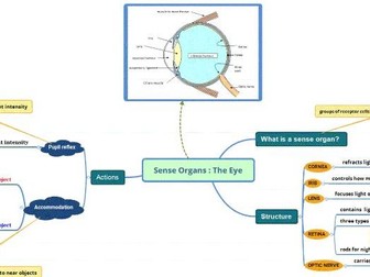 Sense Organ : The Eye