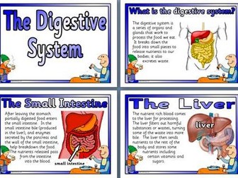 The Digestive System Display Pack