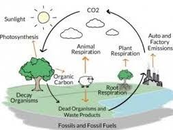 The Carbon Cycle [NEW SPEC AQA] 2020/2021 | Teaching Resources