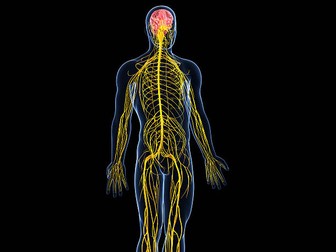 Test sul sistema nervoso