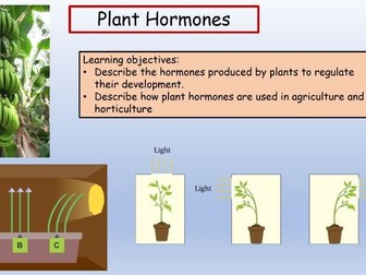 Plant Hormones Separate Biology