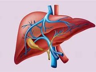 OCR Biology The liver and homeostasis