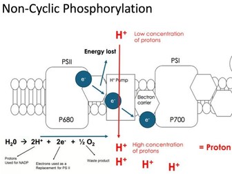 OCR A A-level photosynthesis and chemiosmosis