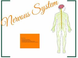 Nervous System Prezi