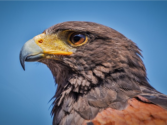 Hawk Roosting unseen poetry lesson