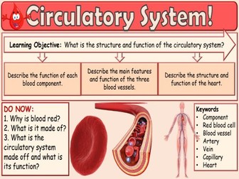 Circulatory System GCSE Biology