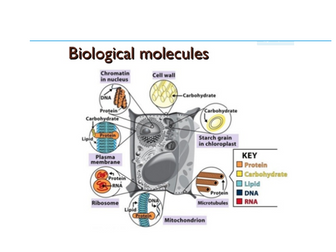 Biological Molecules EXAM QUESTION PACK - 65 marks