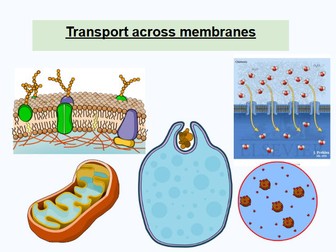 Transport Across Membranes (A-Level): Diffusion, Osmosis, Active Transport