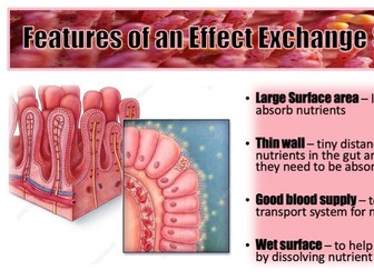Absorption in the Gut