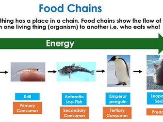 Antarctica Food-Webs