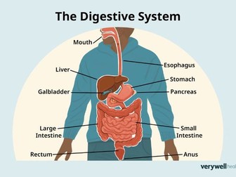 AAQ OCR F091 Health and Social Care Topic 3 Digestive