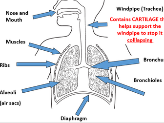KS3 Respiratory System and Respiration