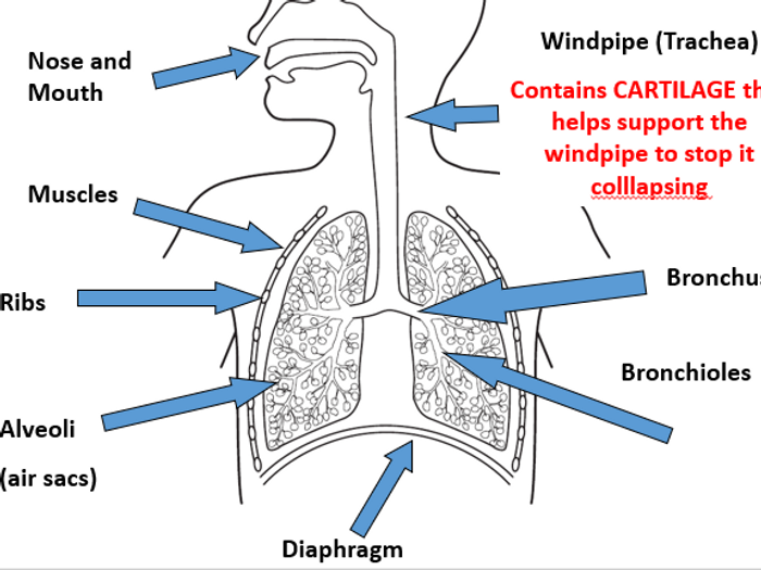 KS3 Respiratory System And Respiration Teaching Resources   Lungs.crop 576x432 10%2C0.preview.PNG