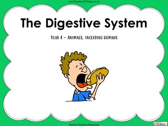 The Digestive System - Year 4