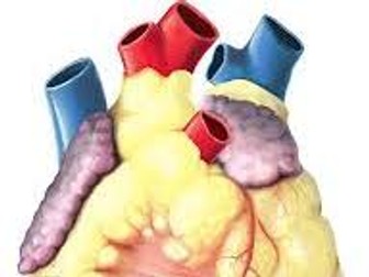 GCSE Biology Heart dissection Worksheet