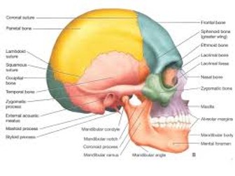 BTEC Level 3 -The Axial Skeleton