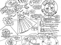 Cell Cycle Sketch Notes