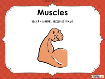 Muscles -  Year 3