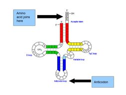 RNA & The Genetic Code - OCR AS/A Level Biology