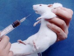 arguments for and against animal testing