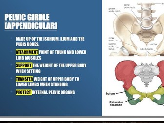 THE SKELETAL SYSTEM