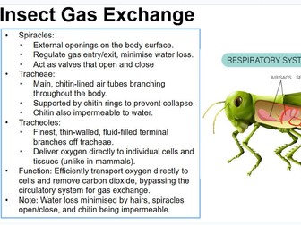 AS Biology - Insect and Fish Gas Exchange