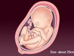 Stages of pregnancy and foetal growth