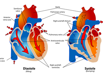 A-level Edexcel Spec 2016: Topic 1 Applied Anatomy & Physiology