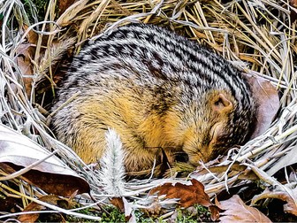 Scientific Article Edexcel Biology A (Salters Nuffield 2025)