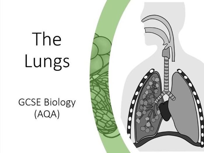 Respiratory System Slides And Worksheet (GCSE Biology AQA) | Teaching ...