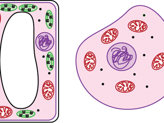 Cells and Levels of Organisation