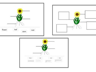 Plants- Labelling a plant- KS1 Science