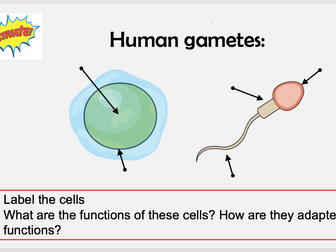 KS3 Menstrual Cycle (1 hour lesson)