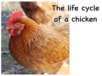 Life cycle of a chicken